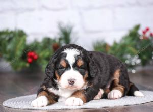 tri-colored mini bernedoodle near Chicago Illinois