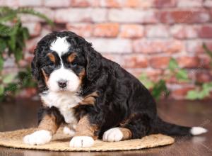 tri-colored mini bernedoodle near Chicago Illinois