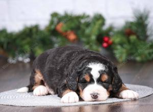 tri-colored mini bernedoodle near Chicago Illinois