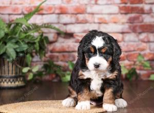 tri-colored mini bernedoodle near Chicago Illinois