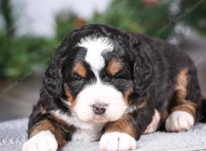 tri-colored mini bernedoodle near Chicago Illinois