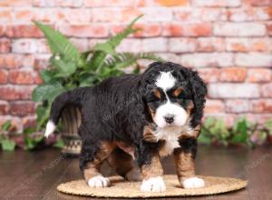 tri-colored mini bernedoodle near Chicago Illinois