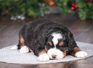 tri-colored mini bernedoodle near Chicago Illinois