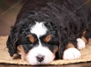 tri-colored mini bernedoodle near Chicago Illinois