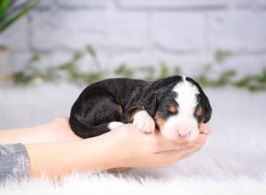 tri-colored mini bernedoodle near Chicago Illinois