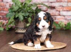 tri-colored mini bernedoodle near Chicago Illinois