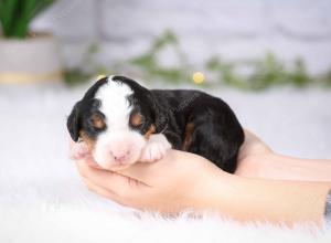 tri-colored mini bernedoodle near Chicago Illinois