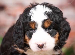 tri-colored mini bernedoodle near Chicago Illinois