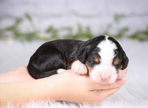 tri-colored mini bernedoodle near Chicago Illinois