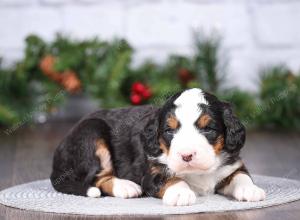 tri-colored mini bernedoodle near Chicago Illinois