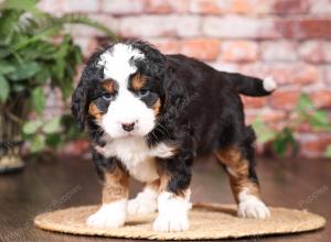 tri-colored mini bernedoodle near Chicago Illinois