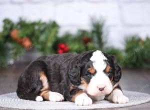 tri-colored mini bernedoodle near Chicago Illinois