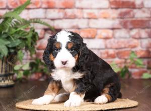 tri-colored mini bernedoodle near Chicago Illinois