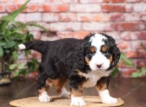 tri-colored mini bernedoodle near Chicago Illinois