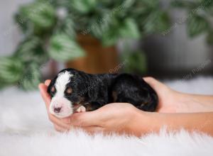 F1 mini bernedoodle near Chicago Illinois