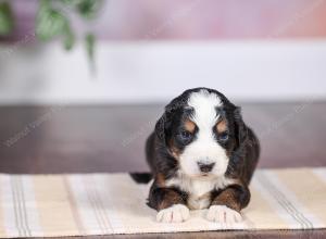 F1 mini bernedoodle near Chicago Illinois