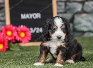 F1 mini bernedoodle near Chicago Illinois