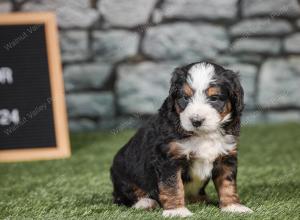 F1 mini bernedoodle near Chicago Illinois