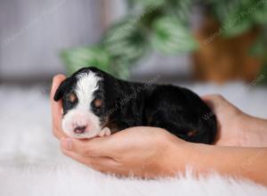 F1 mini bernedoodle near Chicago Illinois