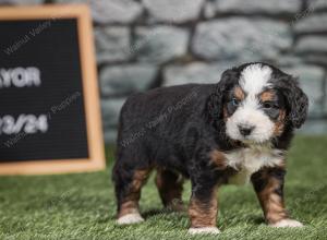 F1 mini bernedoodle near Chicago Illinois