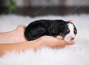 F1 mini bernedoodle near Chicago Illinois