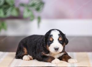 F1 mini bernedoodle near Chicago Illinois