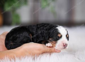 F1 mini bernedoodle near Chicago Illinois