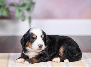 F1 mini bernedoodle near Chicago Illinois