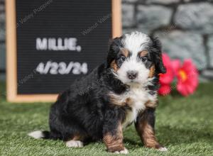 F1 mini bernedoodle near Chicago Illinois