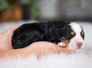 F1 mini bernedoodle near Chicago Illinois