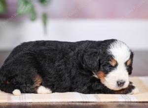 F1 mini bernedoodle near Chicago Illinois