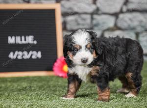 F1 mini bernedoodle near Chicago Illinois