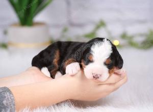 tri-colored mini bernedoodle near Chicago Illinois