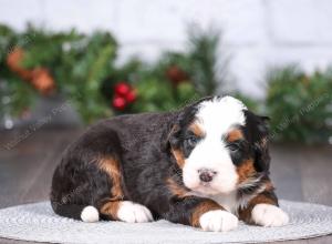 tri-colored mini bernedoodle near Chicago Illinois