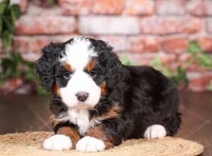 tri-colored mini bernedoodle near Chicago Illinois