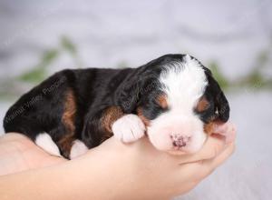 tri-colored mini bernedoodle near Chicago Illinois