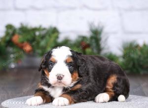 tri-colored mini bernedoodle near Chicago Illinois