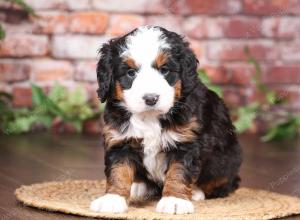 tri-colored mini bernedoodle near Chicago Illinois