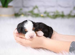 tri-colored mini bernedoodle near Chicago Illinois