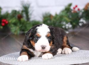 tri-colored mini bernedoodle near Chicago Illinois