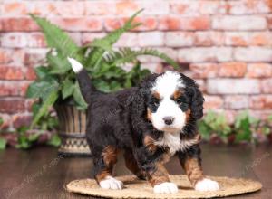 tri-colored mini bernedoodle near Chicago Illinois