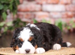 tri-colored mini bernedoodle near Chicago Illinois