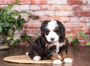 tri-colored mini bernedoodle near Chicago Illinois