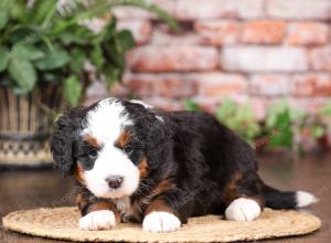 tri-colored mini bernedoodle near Chicago Illinois