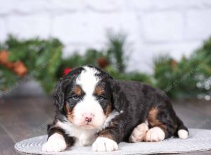 tri-colored mini bernedoodle near Chicago Illinois