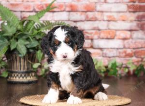 tri-colored mini bernedoodle near Chicago Illinois