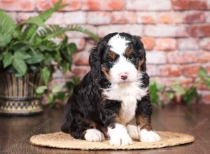 tri-colored mini bernedoodle near Chicago Illinois