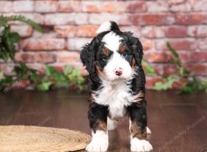 tri-colored mini bernedoodle near Chicago Illinois