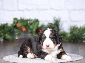 tri-colored mini bernedoodle near Chicago Illinois