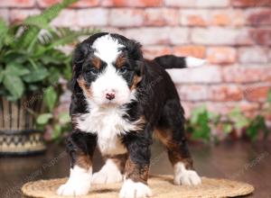 tri-colored mini bernedoodle near Chicago Illinois